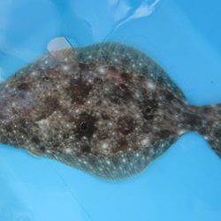 松本釣船２ 釣果