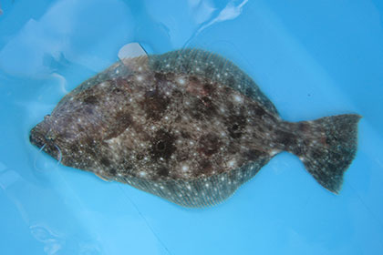 松本釣船２ 釣果