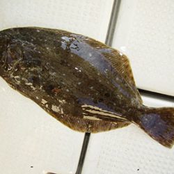 松本釣船２ 釣果