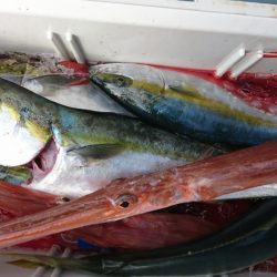 海龍丸（福岡） 釣果