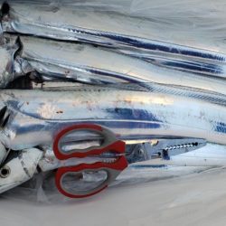 オーフリー 釣果