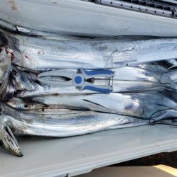 オーフリー 釣果