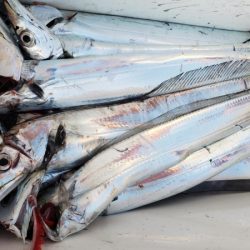 オーフリー 釣果