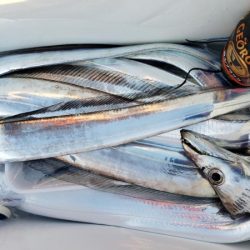 オーフリー 釣果