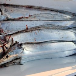 オーフリー 釣果