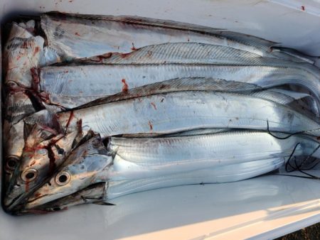 オーフリー 釣果