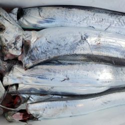 オーフリー 釣果