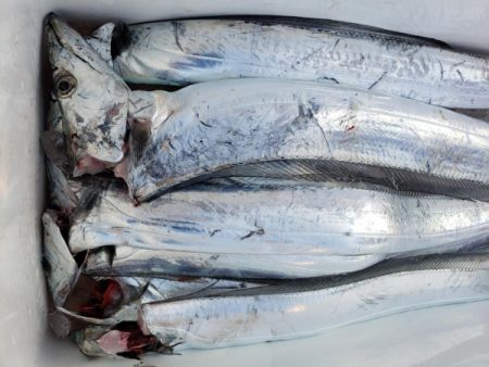 オーフリー 釣果