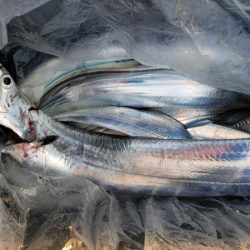 オーフリー 釣果