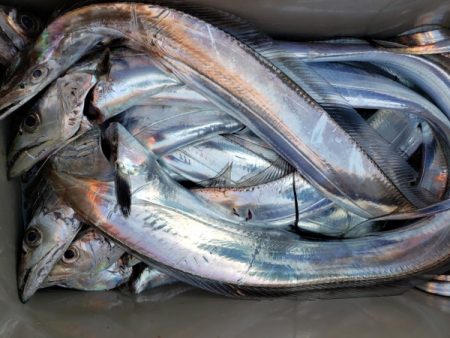 オーフリー 釣果