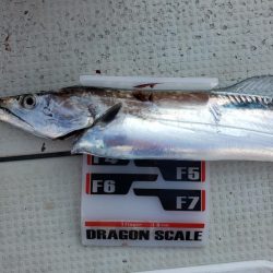 オーフリー 釣果