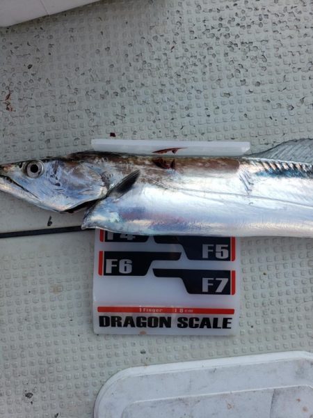 オーフリー 釣果