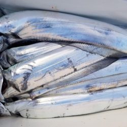 オーフリー 釣果