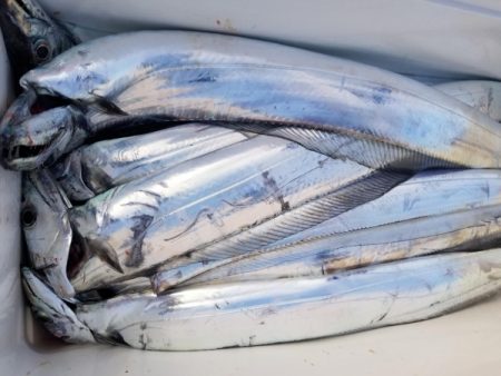 オーフリー 釣果