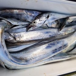 オーフリー 釣果