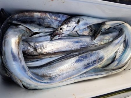 オーフリー 釣果