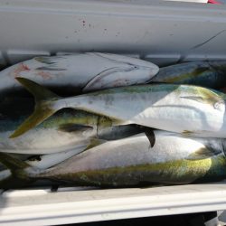 海龍丸(福岡) 釣果