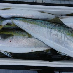 海龍丸(福岡) 釣果