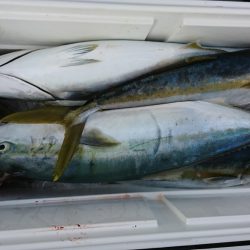 海龍丸(福岡) 釣果