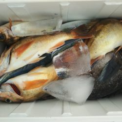 モンロー号 釣果