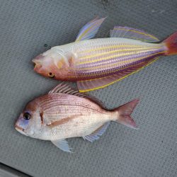 ブルーピア 釣果