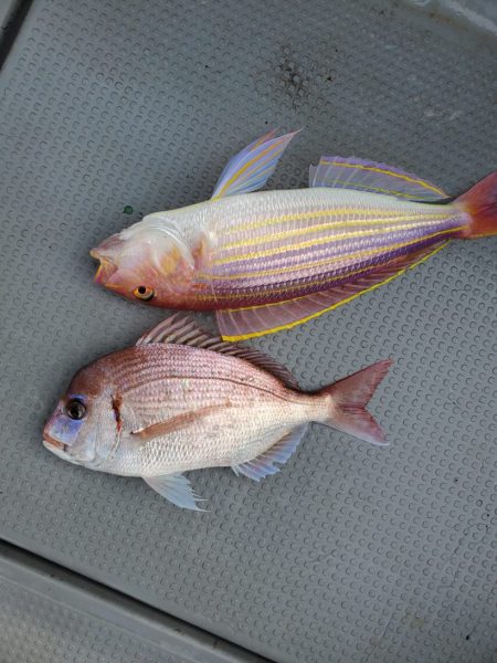 ブルーピア 釣果