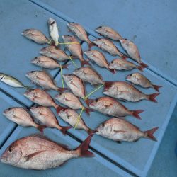 十八宝洋丸 釣果