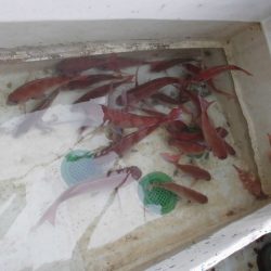 十八宝洋丸 釣果