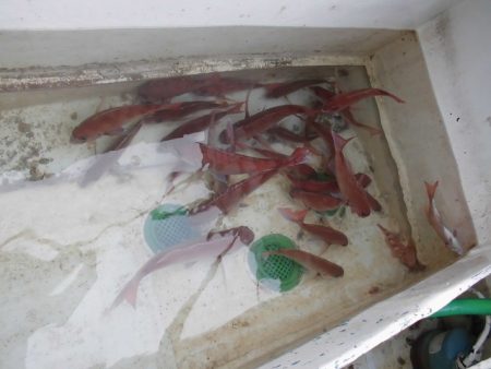 十八宝洋丸 釣果