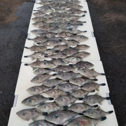 オーフリー 釣果