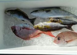 長栄丸(静岡) 釣果