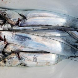 オーフリー 釣果