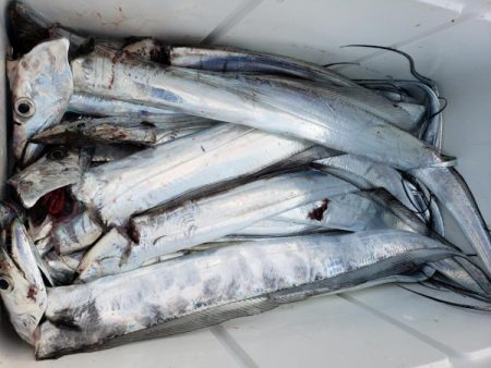 オーフリー 釣果