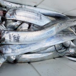 オーフリー 釣果