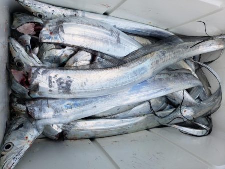 オーフリー 釣果