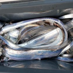 オーフリー 釣果