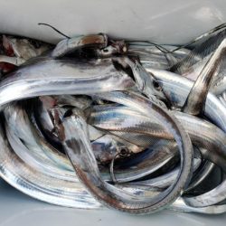 オーフリー 釣果