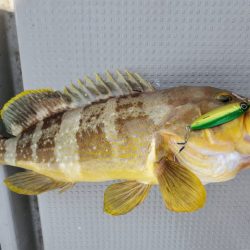 ブルーピア 釣果