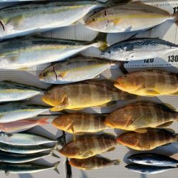 ブルーピア 釣果