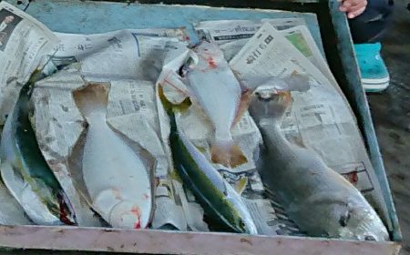 明神釣船 釣果