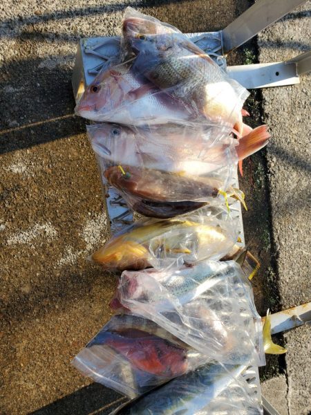 ブルーピア 釣果