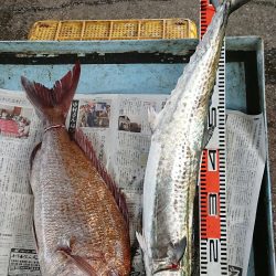 明神釣船 釣果