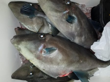 オーフリー 釣果