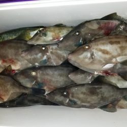 オーフリー 釣果