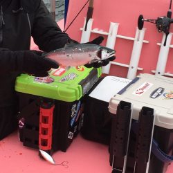 第八平成丸 釣果