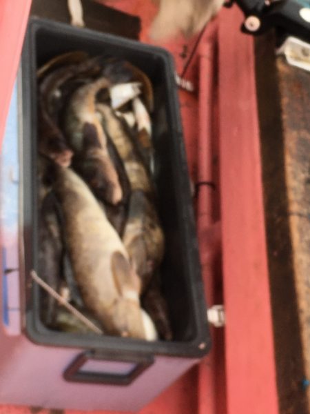 第八平成丸 釣果