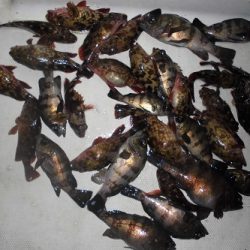 ルアー船マヒマヒ 釣果