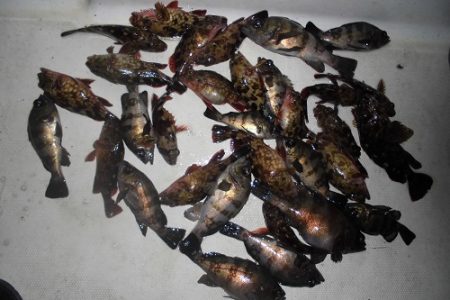 ルアー船マヒマヒ 釣果