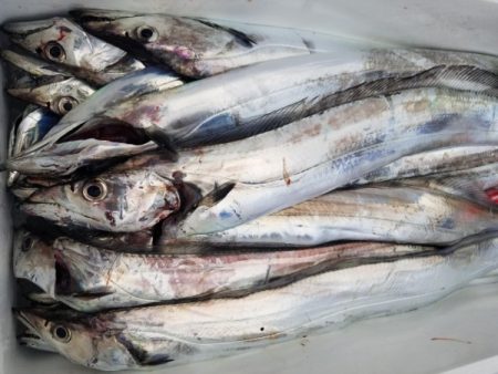 オーフリー 釣果