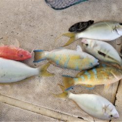 本部釣りイカダ 釣果